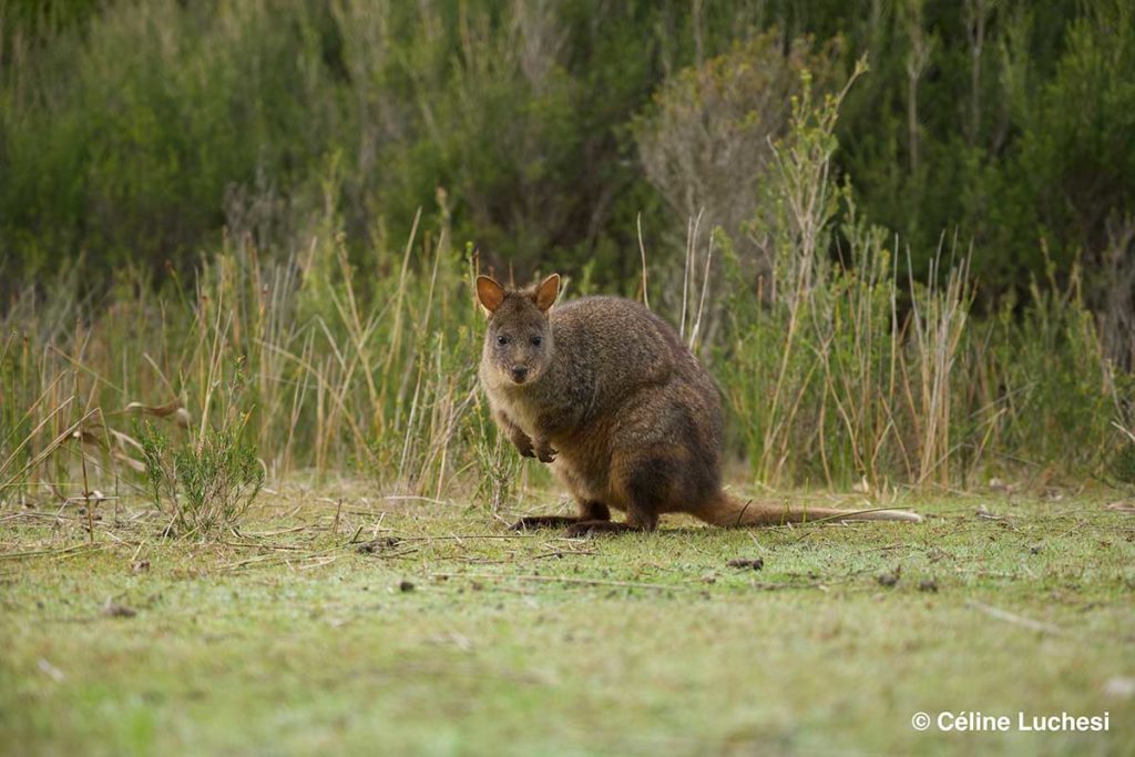 Kangourou en Tasmanie